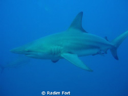 žralok černocípý-blacktip by Radim Fort 